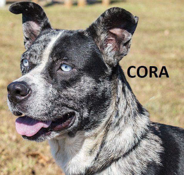 Cora